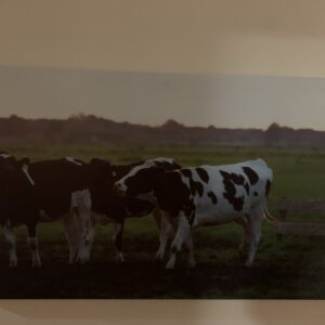 CUADRO: IMPRESIÓN LAMINA ”LAS VACAS”